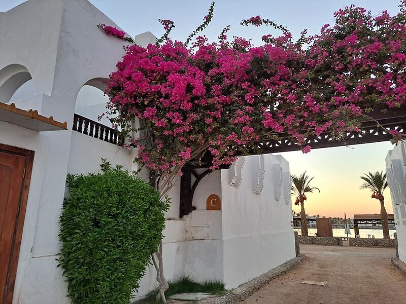 Hotel Arabella Azur Resort i Hurghada, Egypt - Billede 42