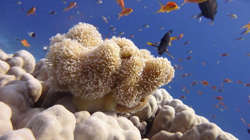 Hotel Xperience Sea Breeze Resort i Sharm El Sheik, Egypt - Billede 37