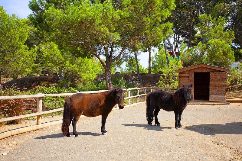 Hotel Fergus Style Cala Blanca Suites i Mallorca, Spain - Billede 109