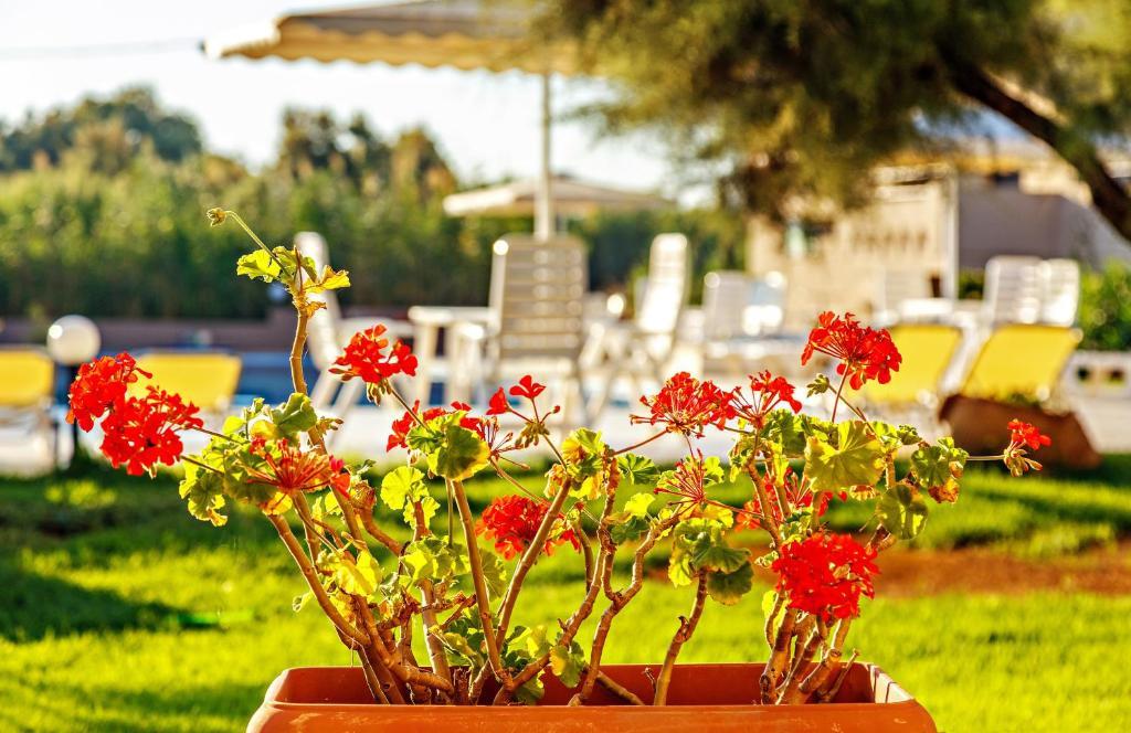 Hotel Matzi Apartments i Crete, Greece - Billede 9